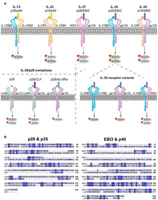 IL-27, IL-30, and IL-35: A Cytokine Triumvirate in Cancer